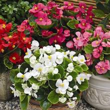 Uprawa niecierpków – podstawowe zasady