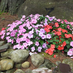 Podłoże i stanowisko