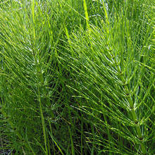 Skrzyp polny na kobiece infekcje