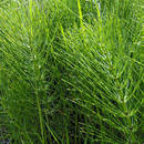 Skrzyp polny na kobiece infekcje