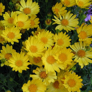 Stanowisko i wymagania glebowe