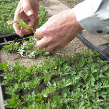 Pielęgnacja rozsady