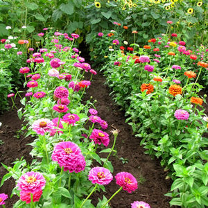 Pielęgnacja roślin