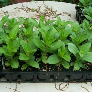 Wysadzanie na miejsce stałe