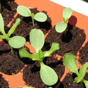 Pielęgnacja rozsady