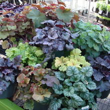 Jak pielęgnować żurawki?