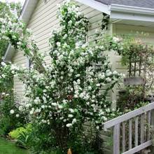 Co warto wiedzieć o przycinaniu jaśminowca?