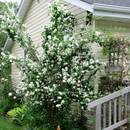 Co warto wiedzieć o przycinaniu jaśminowca?