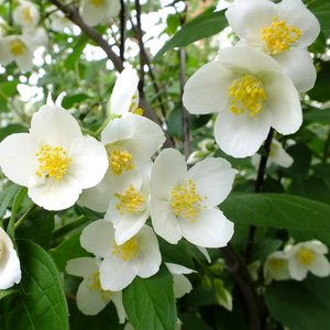 Jak przycinać jaśminowiec?