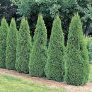Tuje Szmaragd – przycinanie