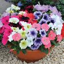 Sadzenie petunii – krok po kroku