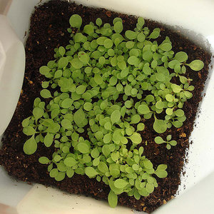 Uprawa petunii z nasion