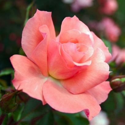 Sadzenie róż rabatowych – krok po kroku