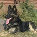 Opieka nad psem podwórkowym – podstawowe zasady