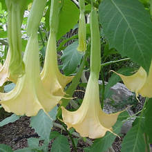 Datura – zasady pielęgnacji
