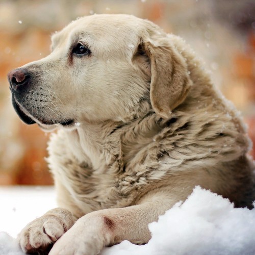 Jak dobrze chronić skórę psa zimą?