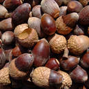 Jak wykonać ładną bransoletkę z żołędzi?