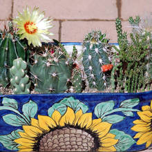 Jak pielęgnować kaktusy?