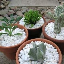 Przesadzanie i nawożenie