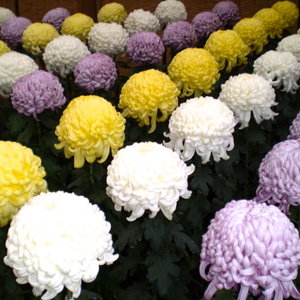 Przechowywanie w piwnicy