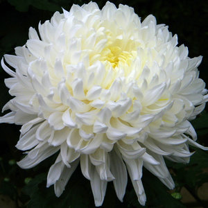 Kompozycja z chryzantem