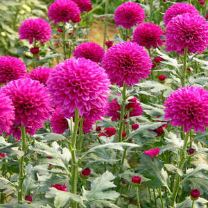 Chryzantema w ogrodzie