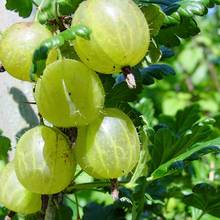 Przycinanie agrestu – podstawowe zasady