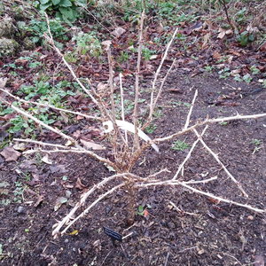 Jak uformować krzew agrestu?