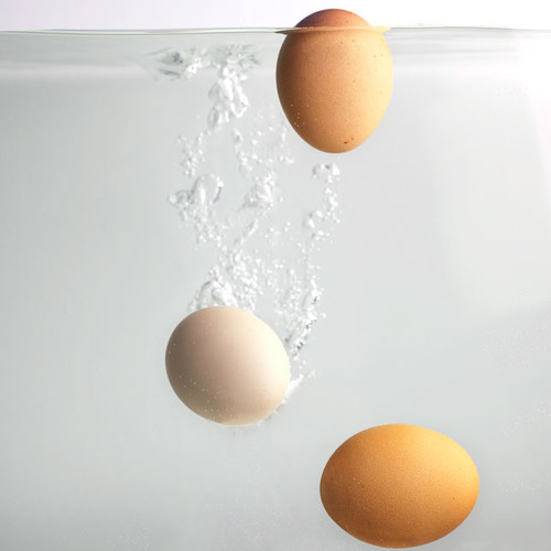 Białko z jajka