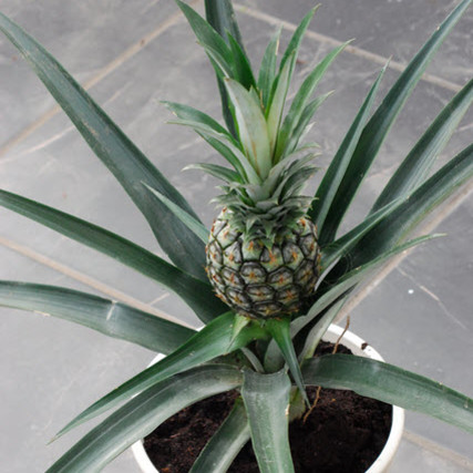 Jak wyhodować ananasa w warunkach domowych?