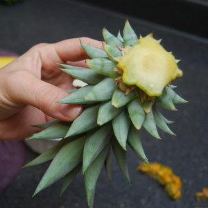 Jak zdobyć sadzonkę?