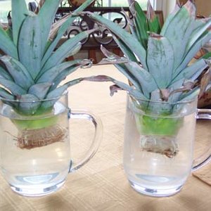 Jak ukorzenić ananasa?