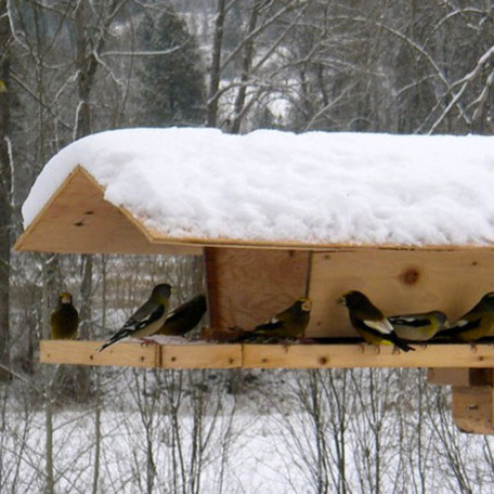 Jak zrobić drewniany karmnik dla ptaków?