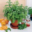 Co warto wiedzieć o uprawie mięty?