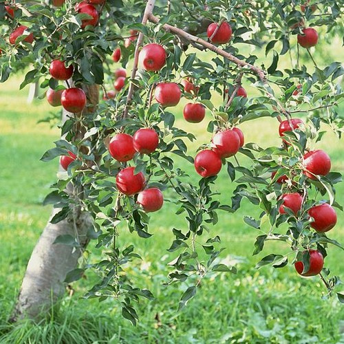 Co trzeba wiedzieć o sadzeniu jabłoni?