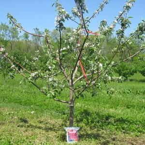 Gdzie posadzić jabłonie?