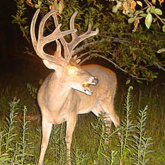 Pielęgnacja drzewka