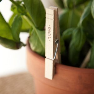 W ogródku ziołowym