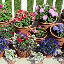 Podstawowe zasady pielęgnacji roślin doniczkowych