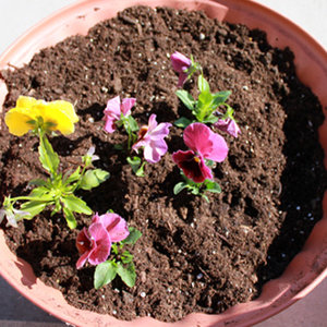 Wybór odpowiedniego podłoża