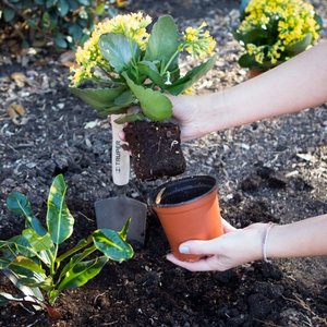 Jak wyjąć roślinę ze starej doniczki?