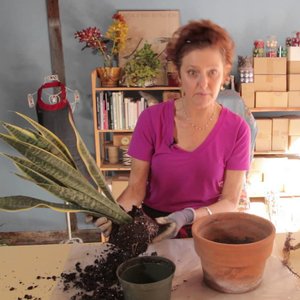 Jak posadzić roślinę?