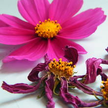 Jak utrwalić bukiet kwiatów za pomocą wosku?