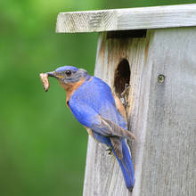 Jak umieścić kamerę w budce dla ptaków?