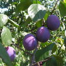 Jak zasadzić w ogrodzie śliwę?