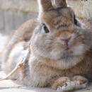 Co powinna zawierać klatka dla królika?