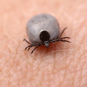 Jak dochodzi do zakażenia?