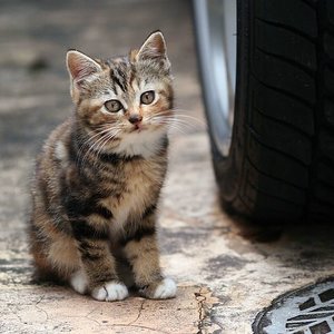 Dlaczego należy wyprowadzać kota na smyczy?