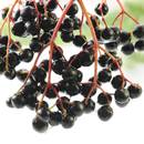 Jak przygotować syrop z czarnego bzu na przeziębienie?