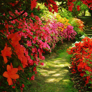 Pielęgnacja krzewów